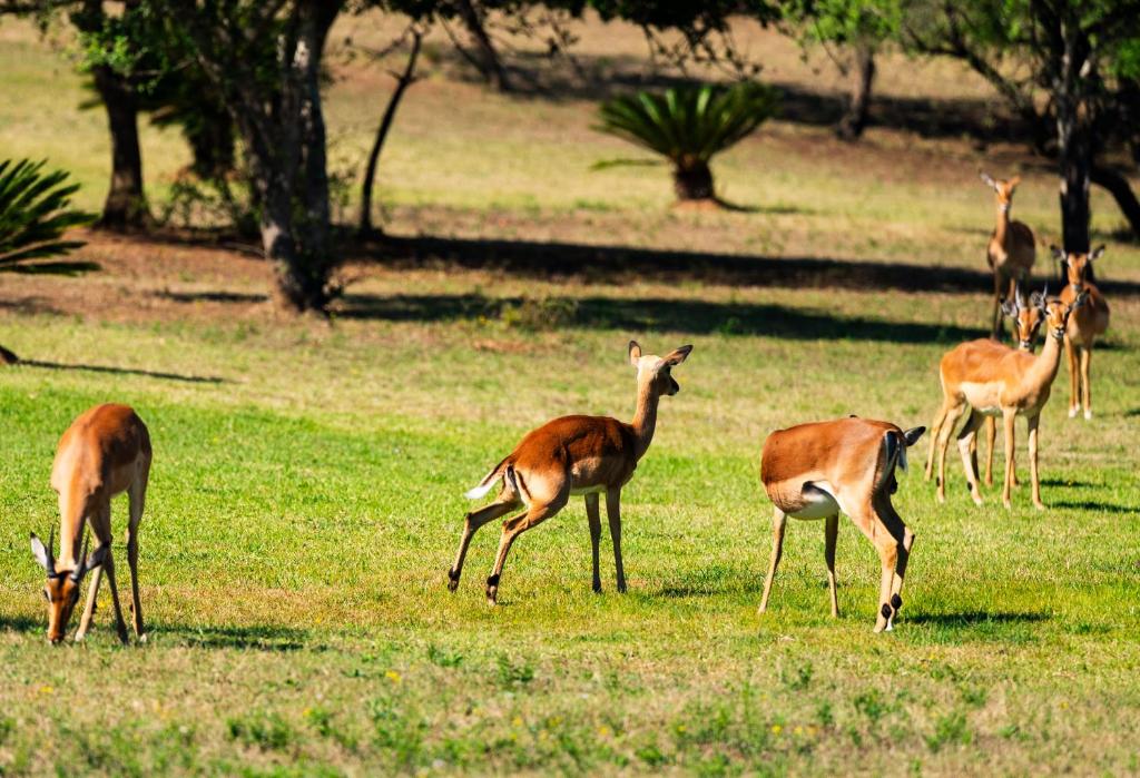 a group of gazelles grazing in a field at Intibane Lodge in Ulundi