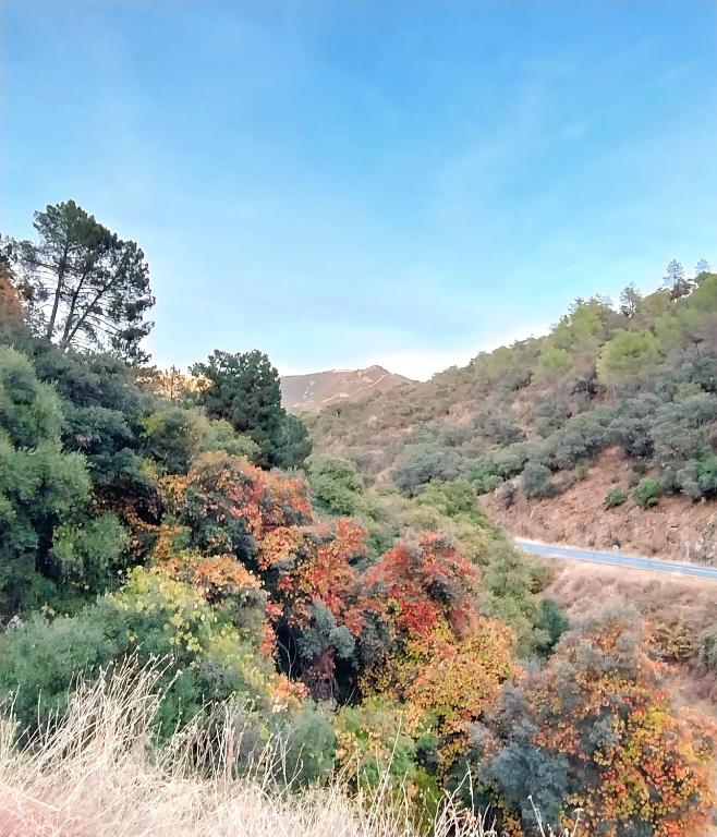 a winding road in the mountains with trees at ALOJAMIENTO TURISTICO LAS SOLANERAS in Solana del Pino