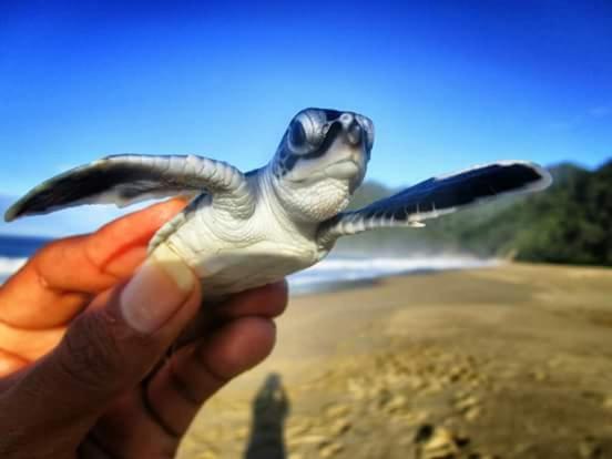 a hand holding a small turtle on a beach at Banyuwangi Homestay in Banyuwangi