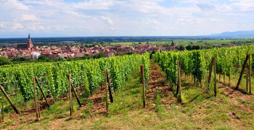 a vineyard with green grapes and a town in the background at S&#39;Harzala Jaune in Bergheim