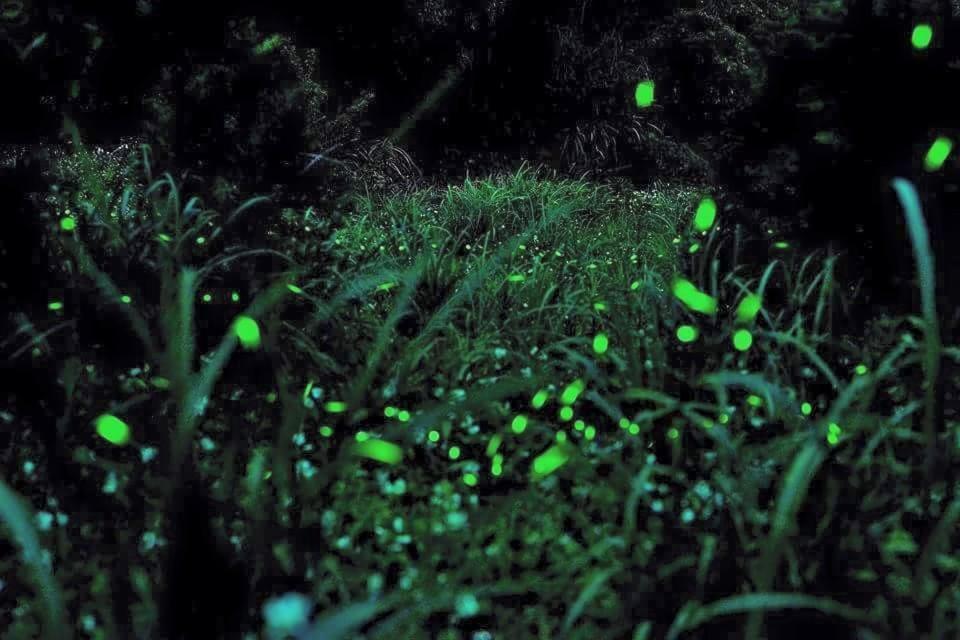 een grasveld met groene bubbels erin bij Natural Residence B&B in Taian