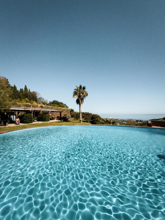 a pool of water with a palm tree in the background at La Casa del Burro in Nerja