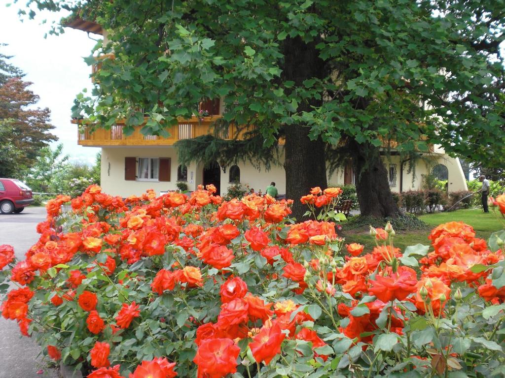 Zahrada ubytování Pension Morenfeld