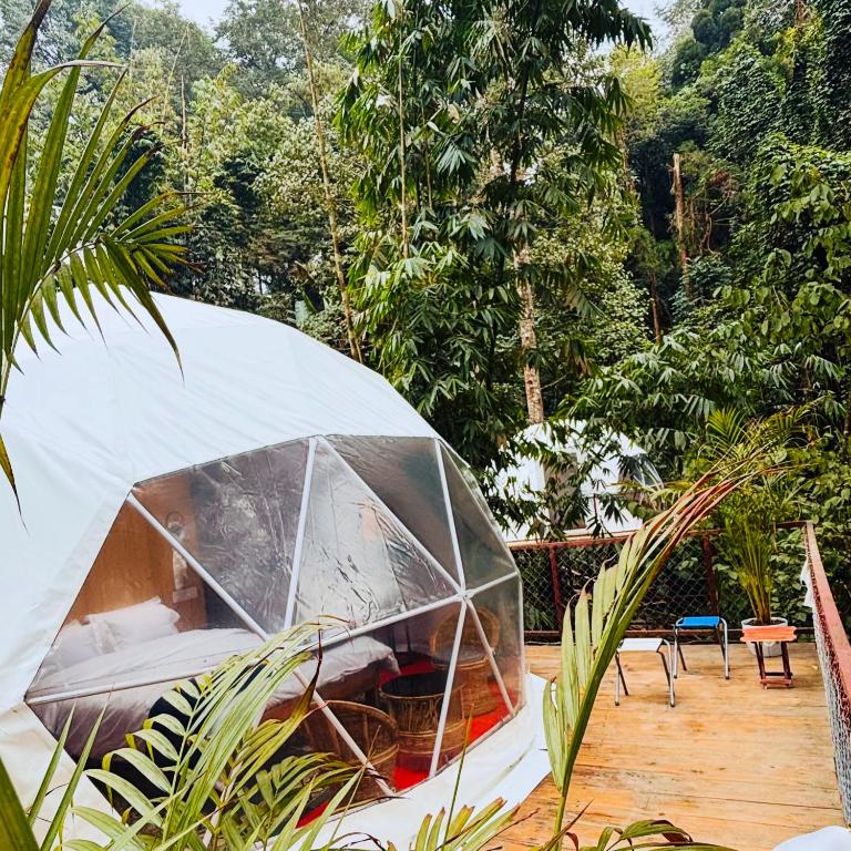 a tent in the middle of a forest at Laalsa Retreat in Darjeeling