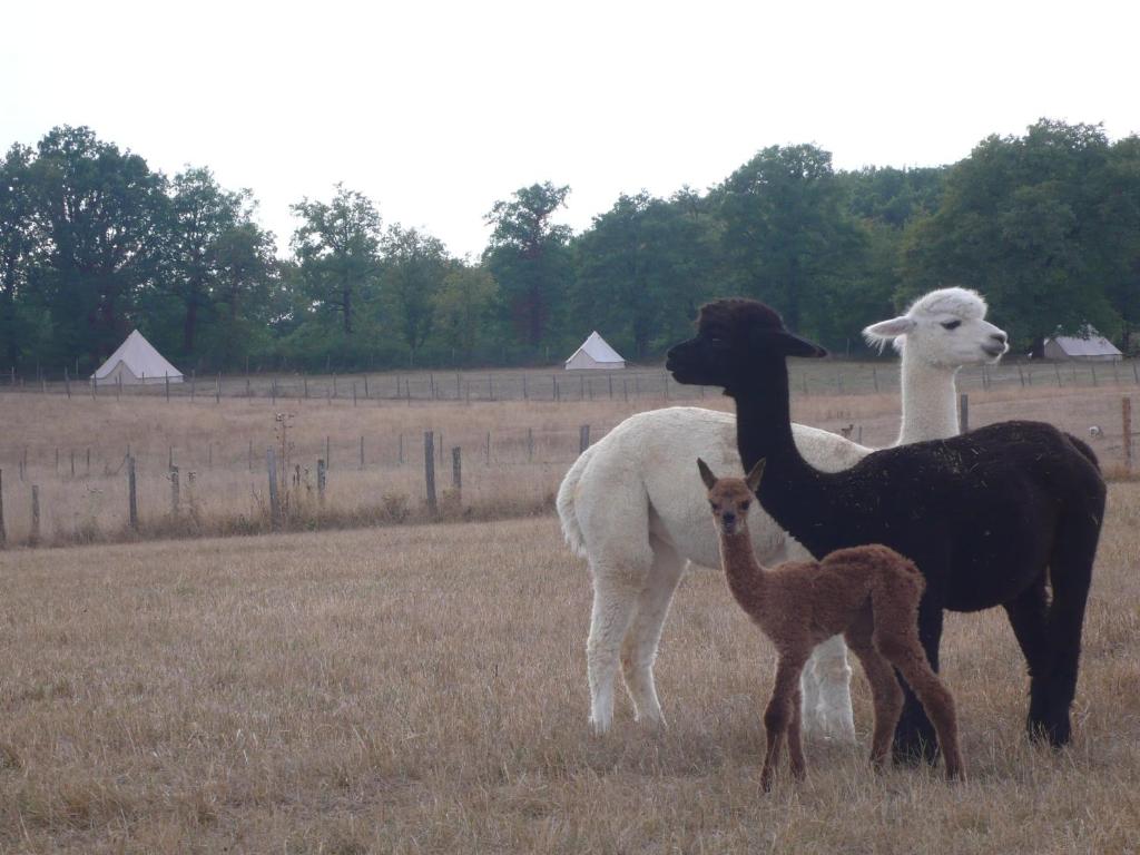 FrayssinetにあるAlpagas du Quercyの二ラマと野原に立つ赤ちゃんの子羊