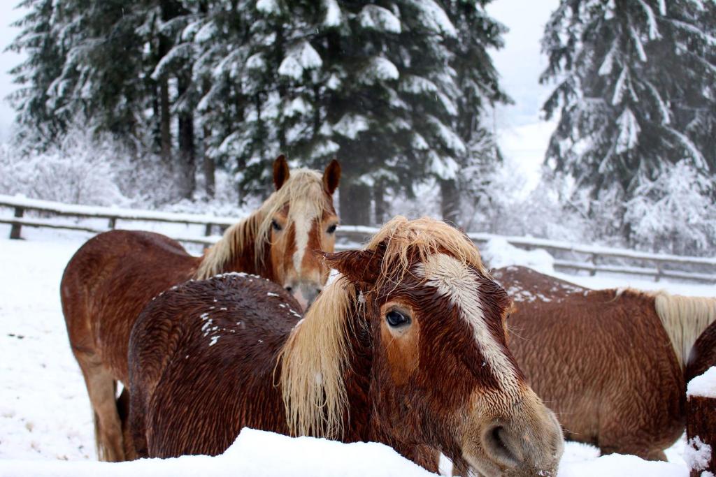 a group of horses standing in the snow at Agritur Bontempelli in Pellizzano