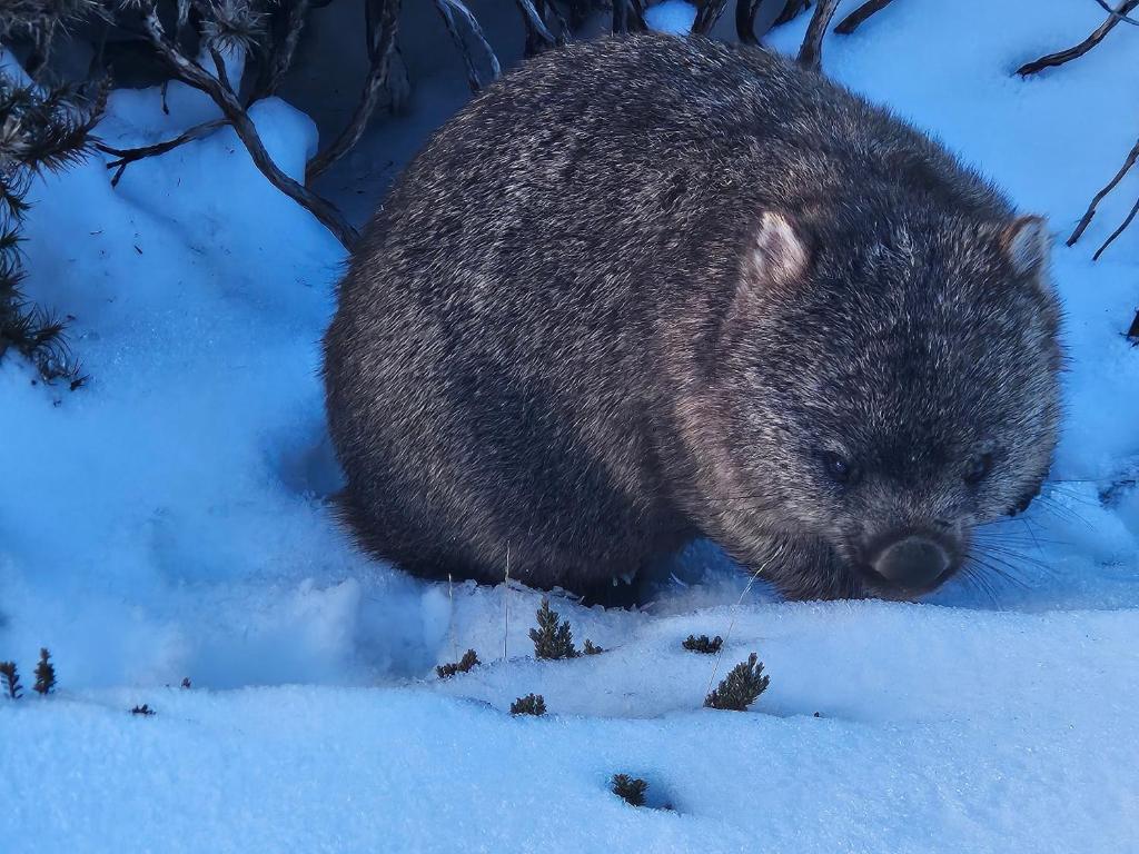 a hedgehog is sitting in the snow at Cradle Alpine Retreat in Moina