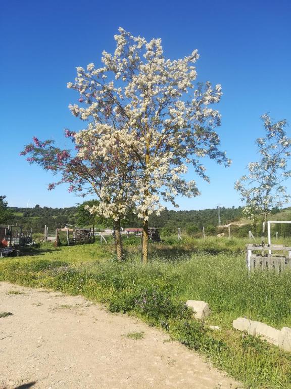 ein Baum auf einem Feld mit einem Feldweg in der Unterkunft Moixons in Calonge de Segarra
