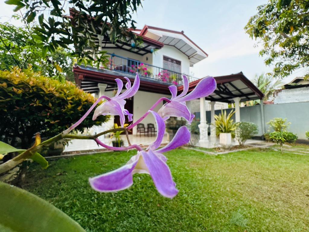 a purple flower in front of a house at Fourcoock Villa in Kosgoda
