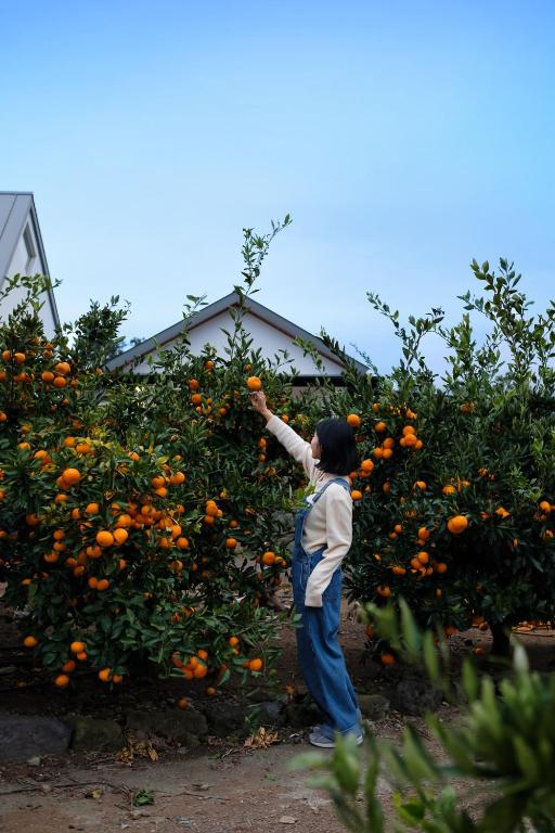 a woman picking oranges from an orange tree at 바티하우스 in Ara-ri