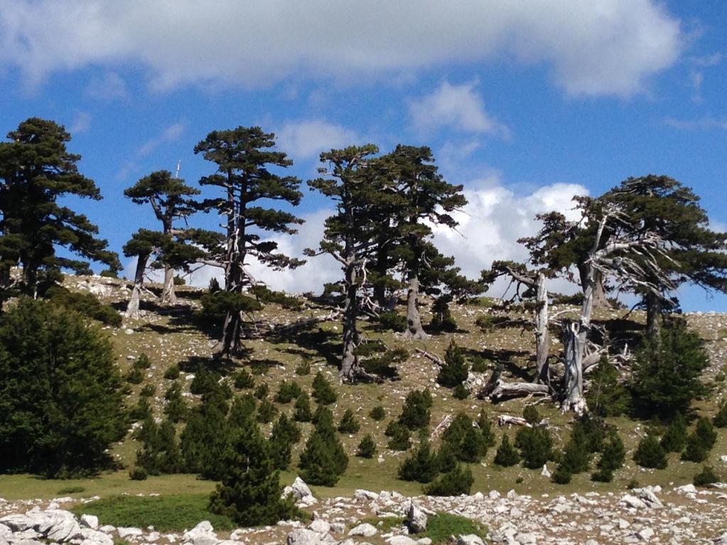 un grupo de árboles en la cima de una colina en Casa Vacanze Cuore del Pollino, en Viggianello