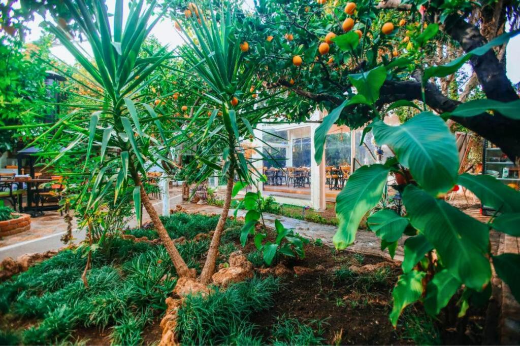 Hadrianus Pansion - 14