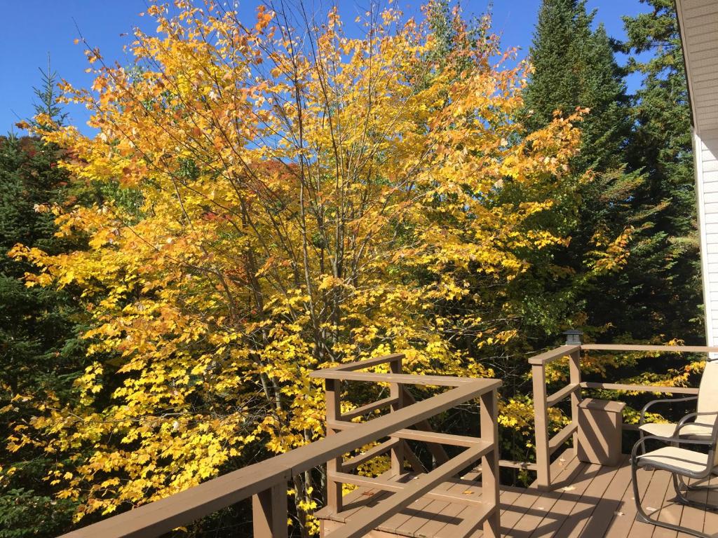 a tree with yellow leaves on a deck at Loft Nature Laurentides in Val-des-Lacs