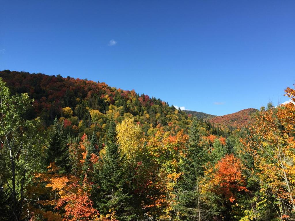 a mountain covered in trees in the fall at Loft Nature Laurentides in Val-des-Lacs