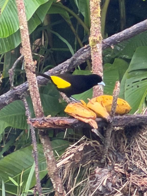 a bird sitting on a tree branch with bananas at balcon birds ecopolis in El Queremal