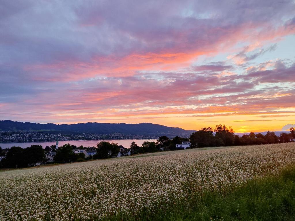 a field of flowers with the sunset in the background at Zürich 8008 Appartement in Zurich