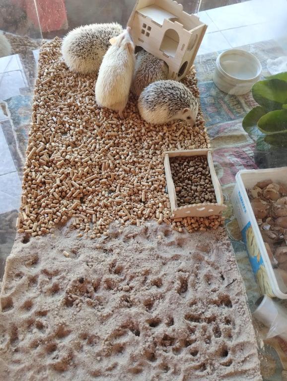 Hospedaje Cabaña Completa