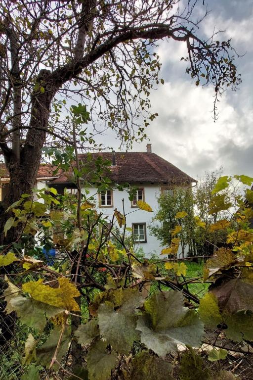 a white house with a tree in front of it at Apartment Giselas Ruheplatz by Interhome in Liesberg