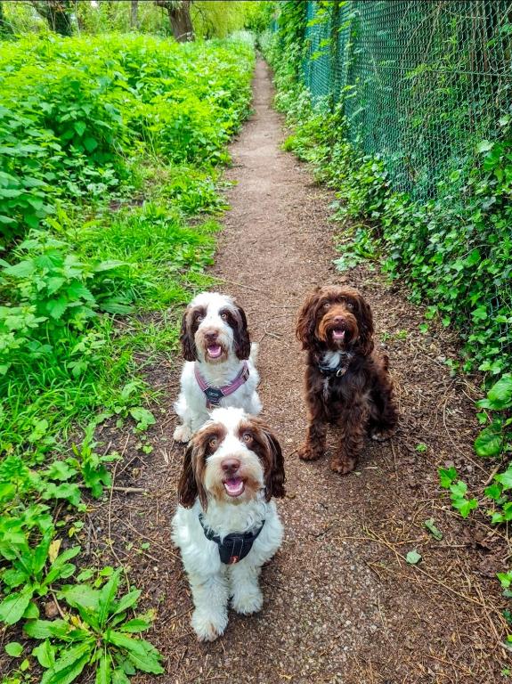 three dogs are sitting on a dirt path at Detached Studio Apartment near Lyme Regis with Kitchen, Dining area, Settee & Chair Sofabed - Kingsize Bed with En-Suite - Dog Friendly - Free WiFi & Parking - Tea Room opposite serving local produce in Lyme Regis
