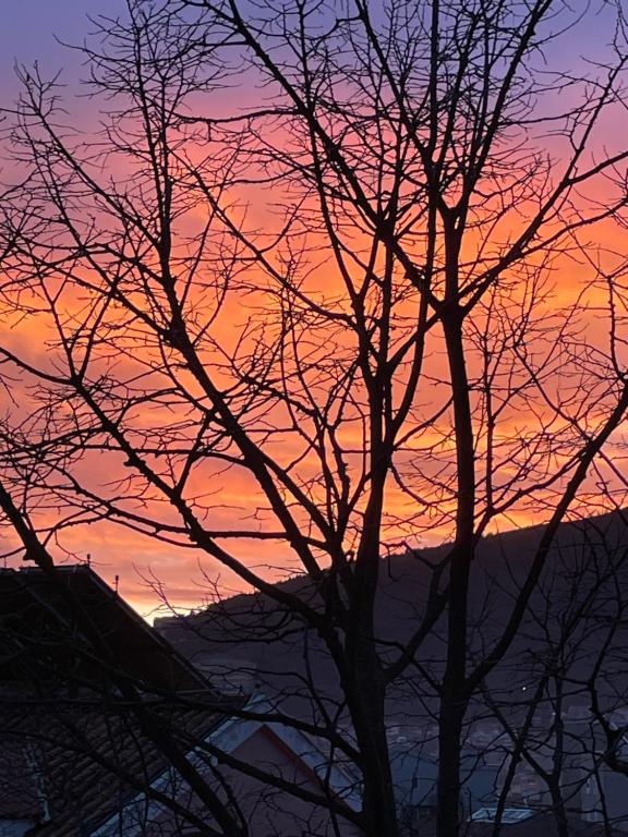 a tree silhouette with a sunset in the background at Lupo in Budva