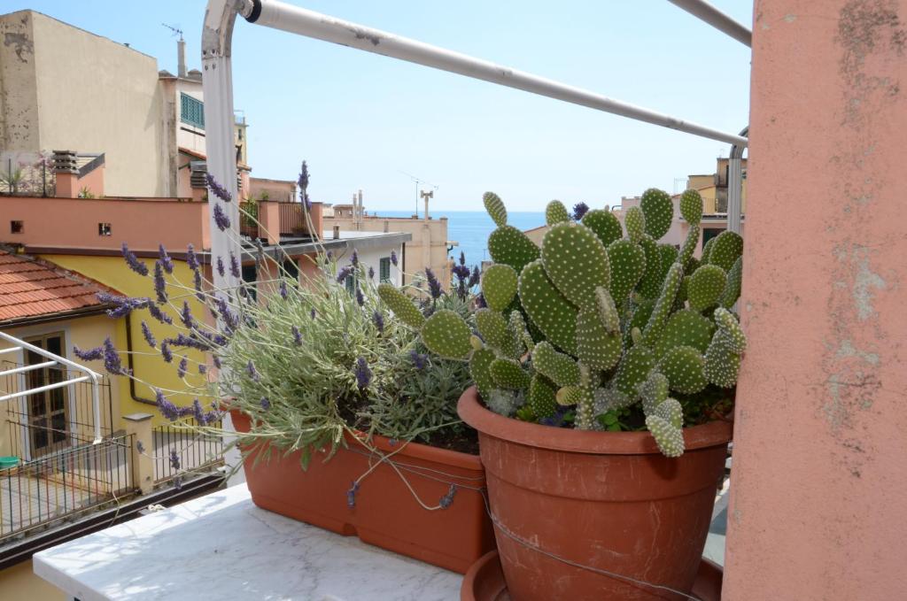 un groupe de cactus et autres plantes sur un balcon dans l'établissement Viadeibanchi, à Riomaggiore