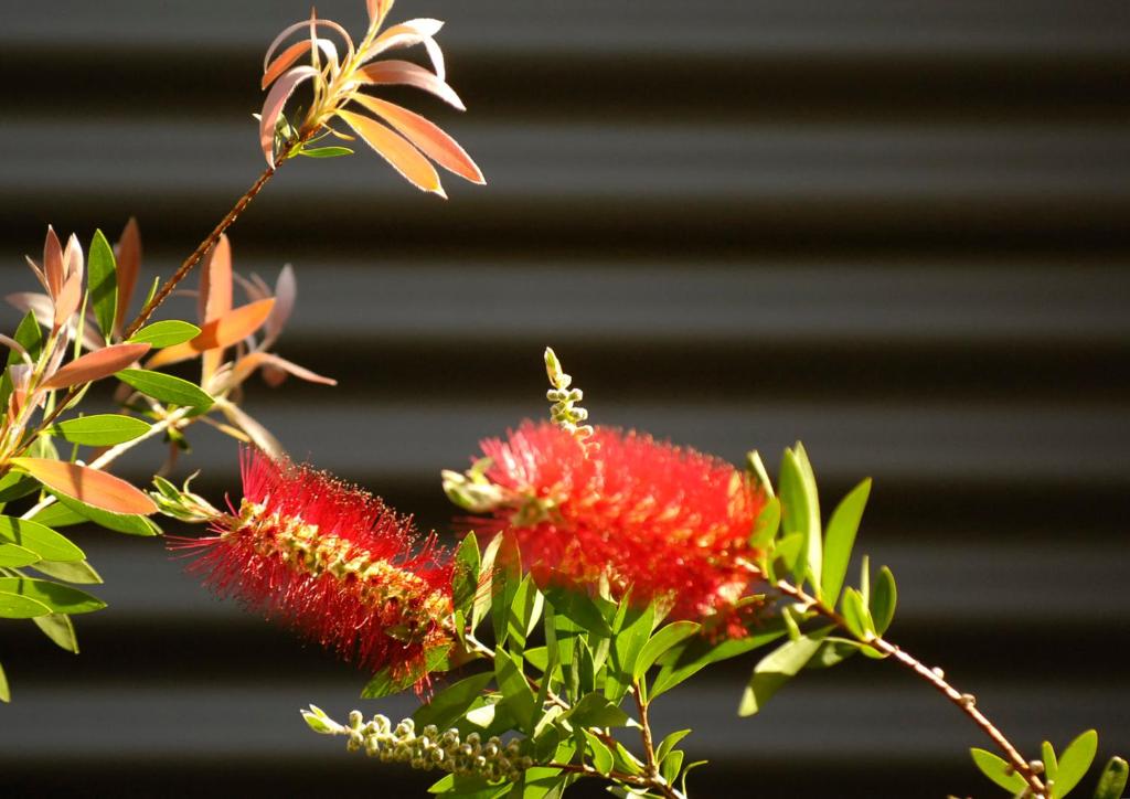 Fotografie z fotogalerie ubytování Margarets Forest v destinaci Margaret River
