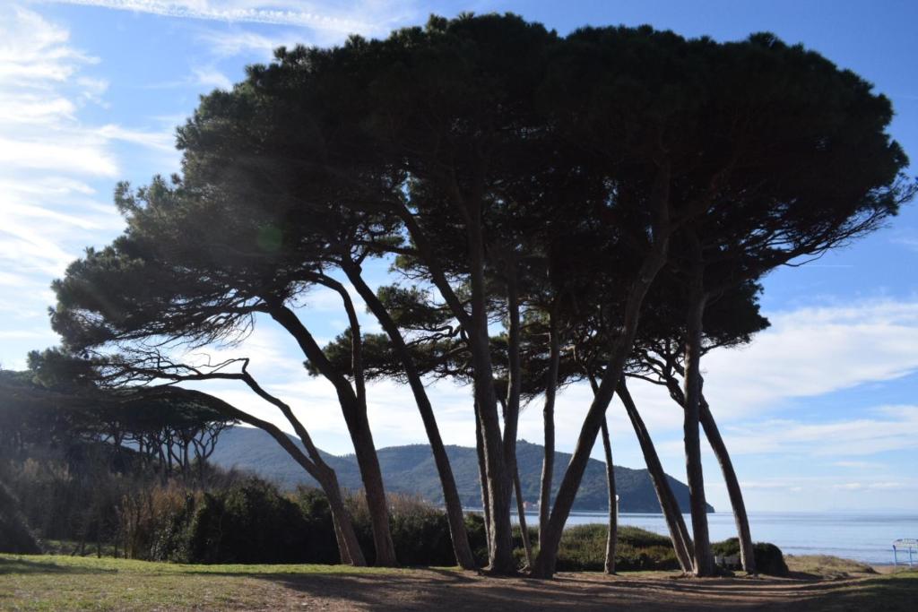 a group of trees sitting on top of a field at Agriturismo Barattis in Piombino