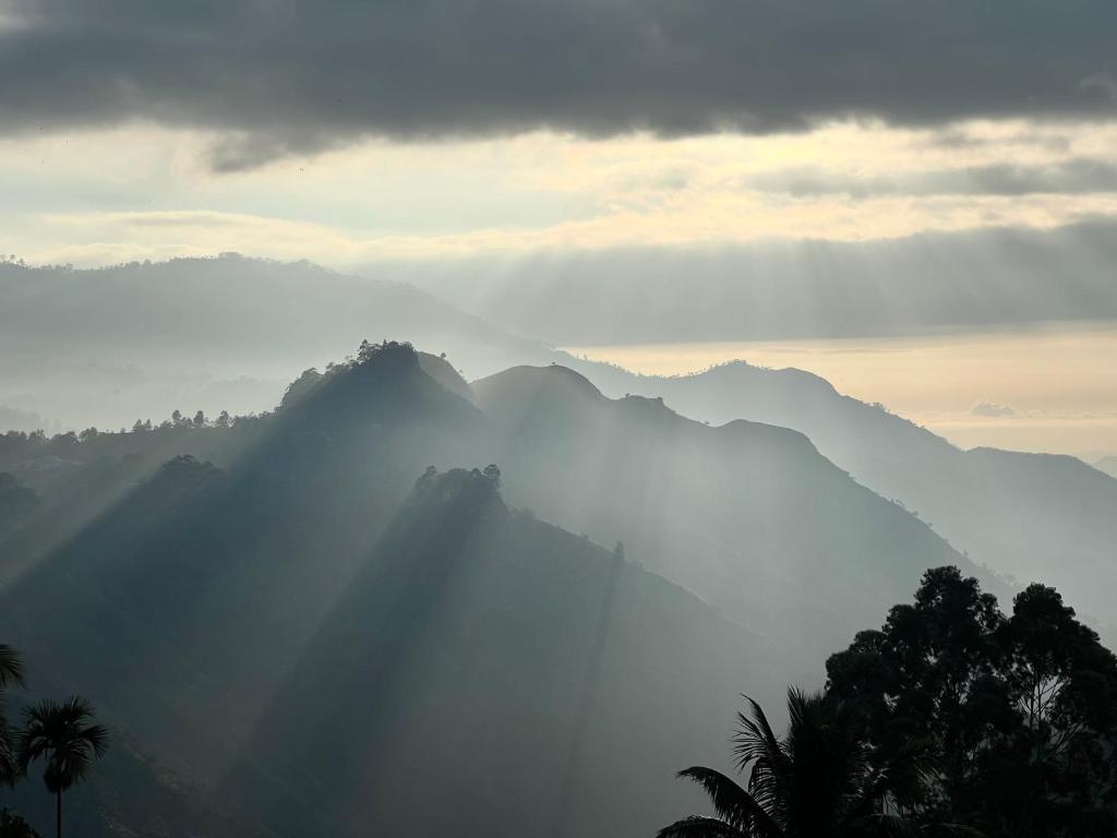 Blooming Rose Ella - 16