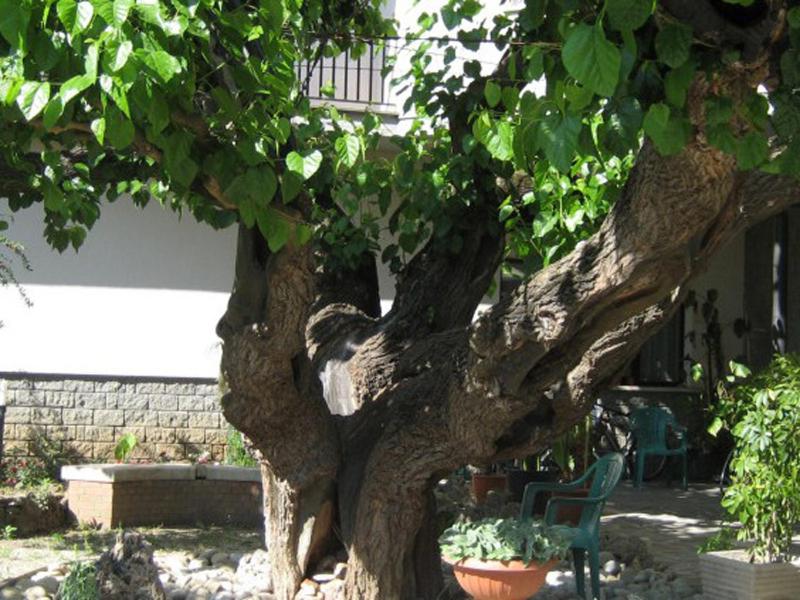 un gran árbol con una silla en un patio en Hotel da Rosanna, en Attigliano