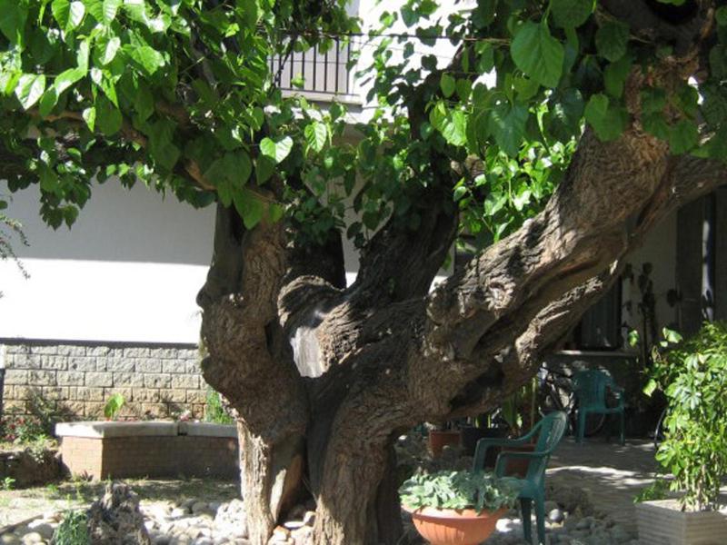a large tree with a chair in a yard at Hotel da Rosanna in Attigliano