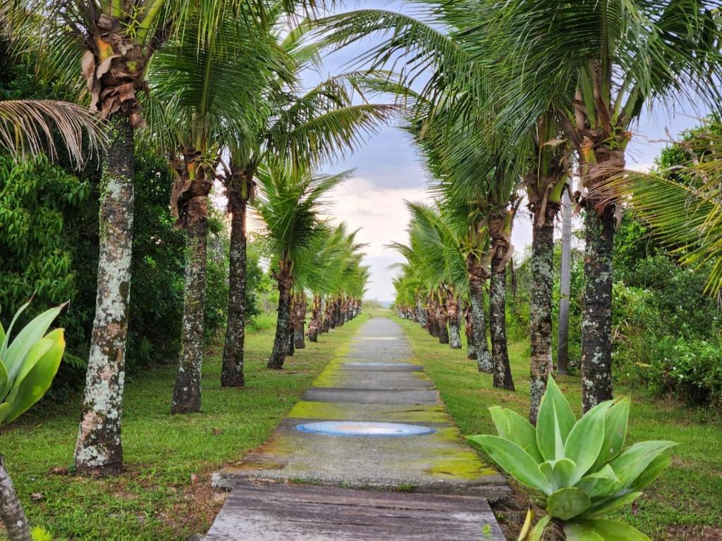 a row of palm trees on a road at Lar no Atami com piscina aquecida in Pontal do Paraná