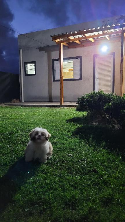 a dog sitting in the grass in front of a house at Cantinho do sossego in Capão da Canoa