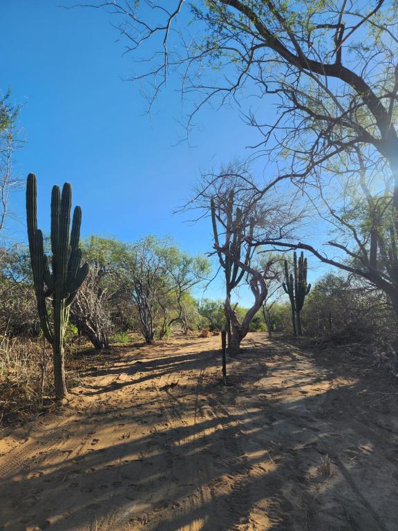 a dirt road with cacti and trees on it at Casa Rancho in El Ranchito