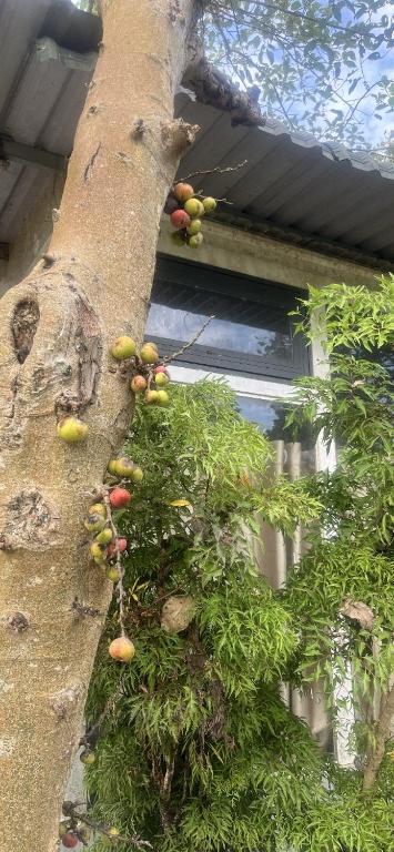 a tree with fruits growing on the side of a building at Khách sạn Vườn Bưởi in Ấp Bình Sơn