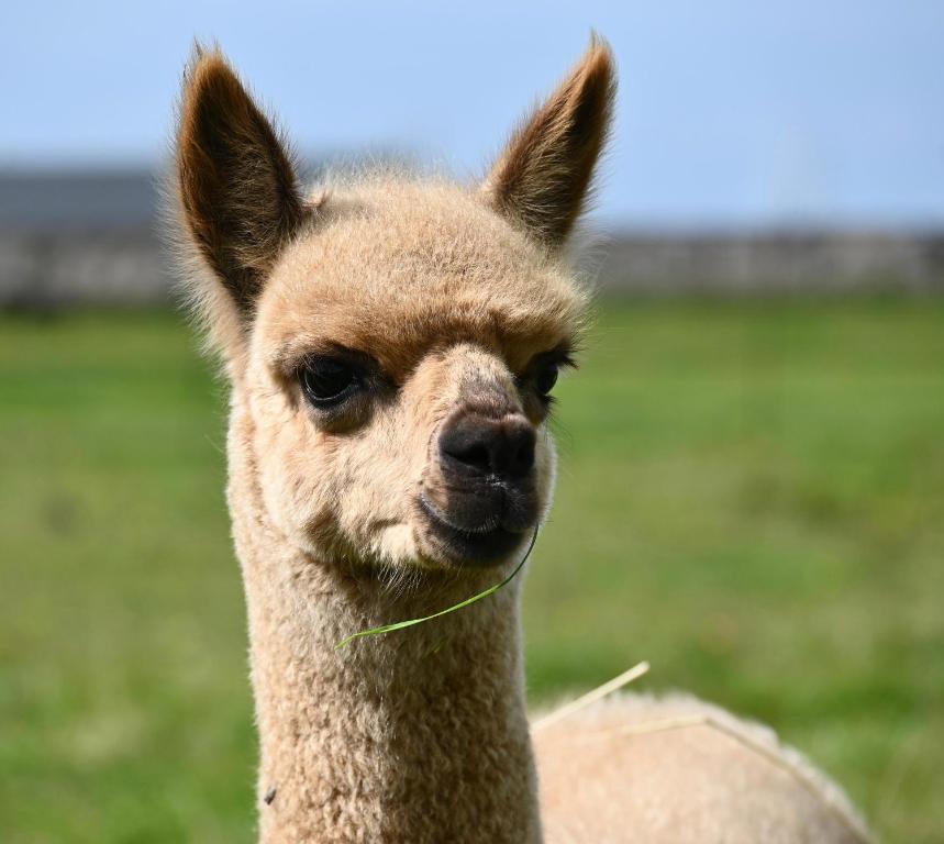 a close up of a llama with grass in its mouth at Alpaca World Friesland in Workum