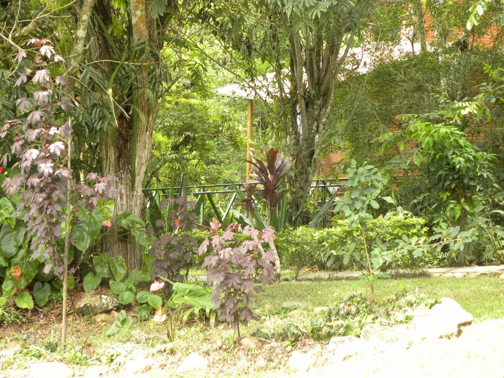  Bosque das Vieiras
