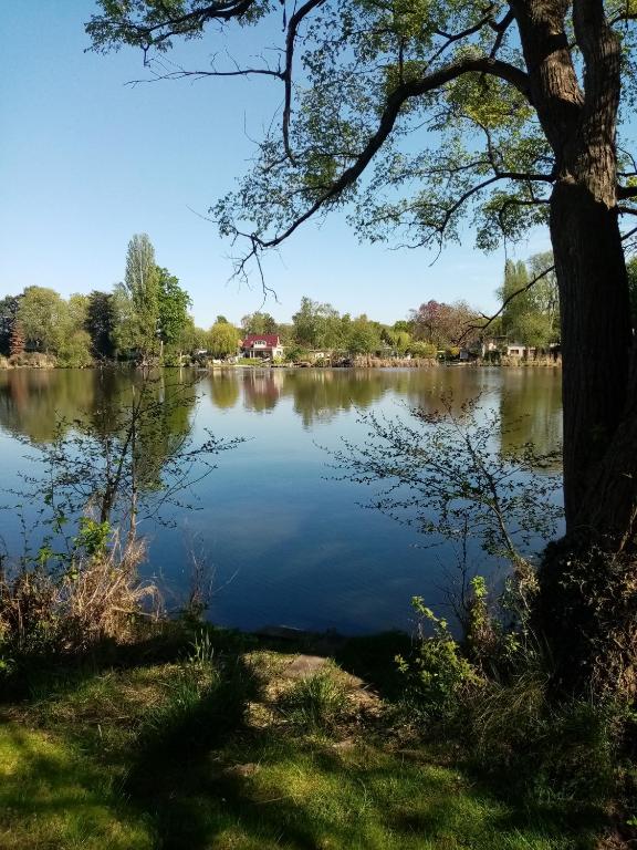 a view of a lake with a tree at Pension Pichelsdorf in Berlin