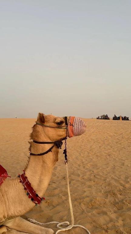 Camel riding trip