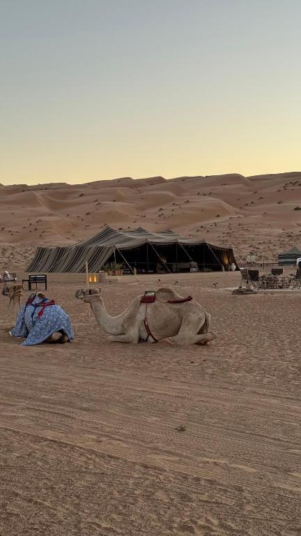 a camel laying in the desert with a tent in the background at AYLA bidiyah in Badīyah