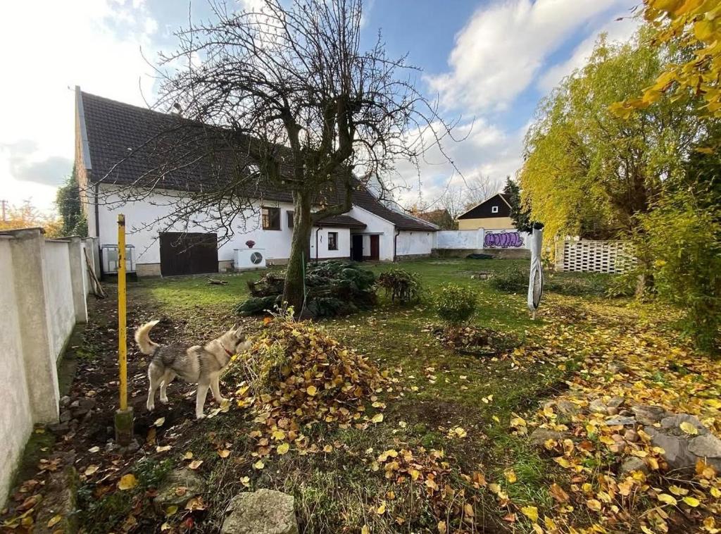 Un perro parado en un patio al lado de una casa. en Underhillhouse, en Liběšice