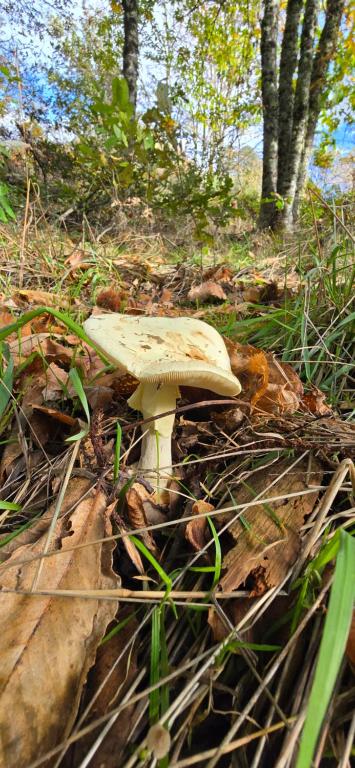 a white mushroom on the ground in the woods at Bayo - terra essentia in Alge