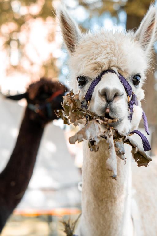 a person feeding a llama with a branch in its mouth at Ferienwohnung Sternenzelt Alpakas - Natur & Tiere hautnah erleben in Borken
