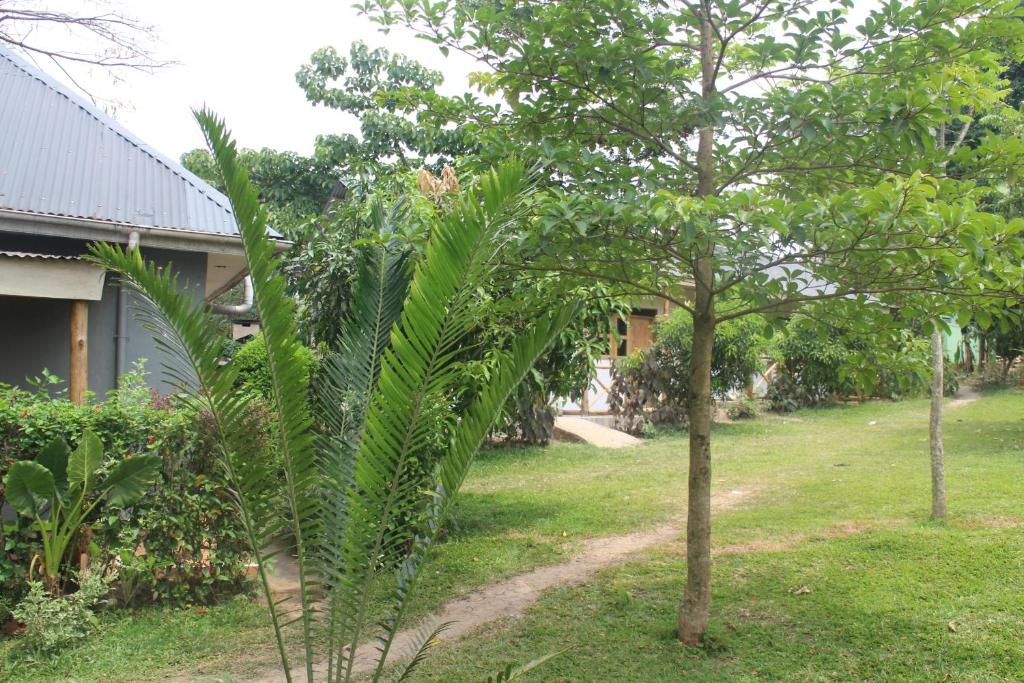 a group of trees in a yard next to a house at Kibale Eco-Home in Bigodi