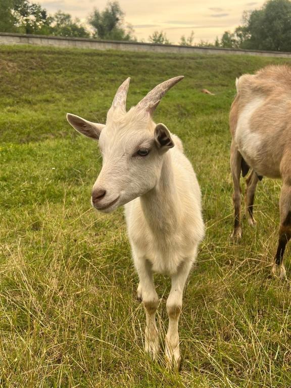 Na Skraju Lasu Domek na Drzewie & Glamping - 2
