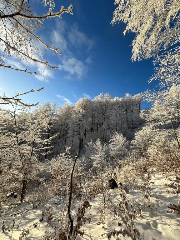 a forest covered in snow with trees in the background at Poloniny Osadne in Osadné