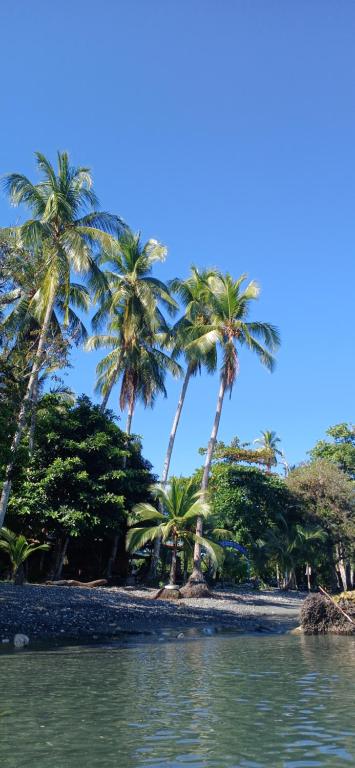 a group of palm trees on a beach with the water at Casa Shakira in Puerto Jiménez