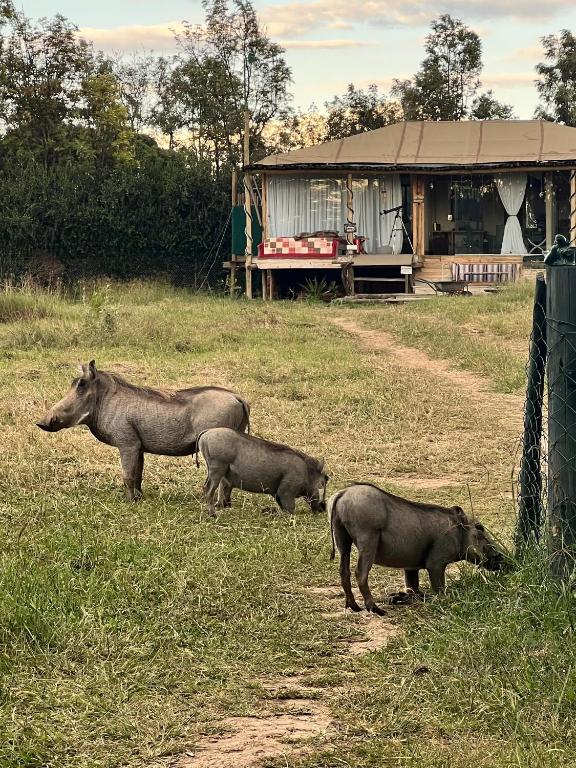 three animals standing in a field near a house at Ole-lekurruki Naromoru Cabins in Naro Moru