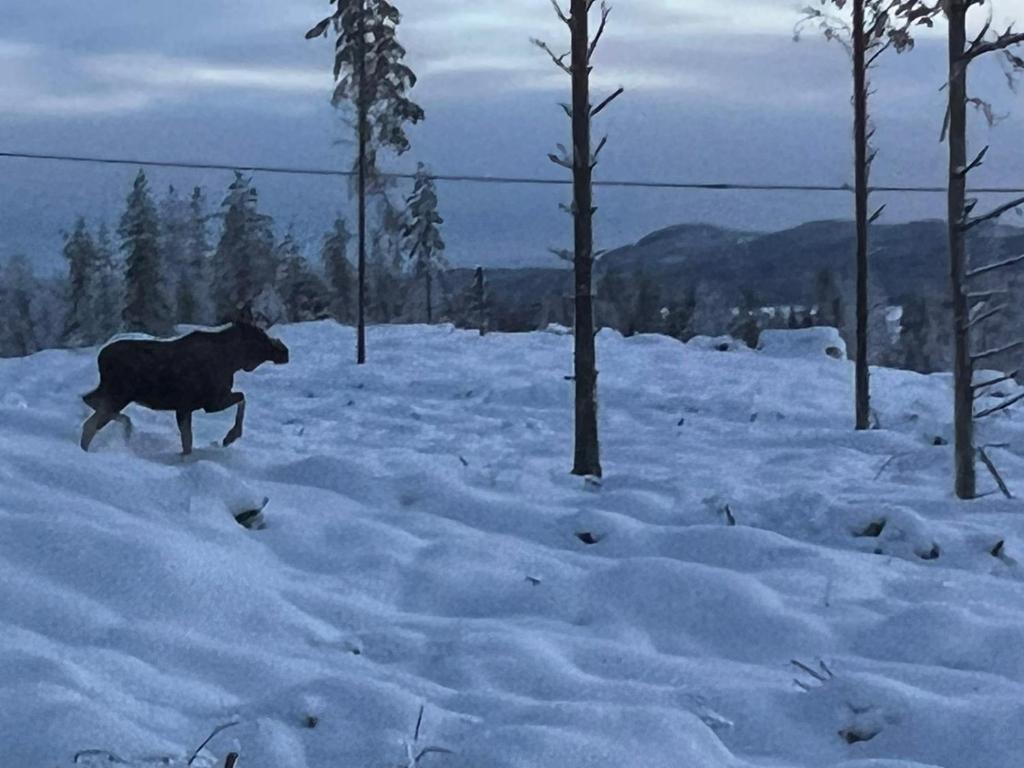 a cow walking through a snow covered field at Urlaub im Elchland in Letafors