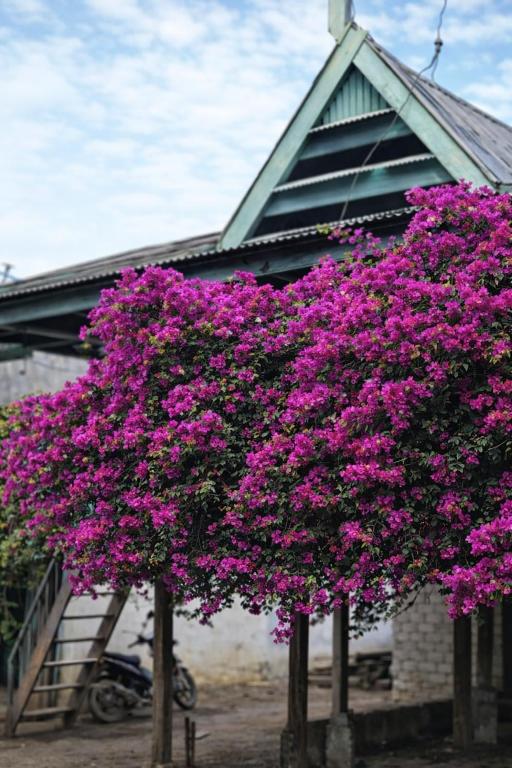 a group of purple flowers in front of a building at Homestay SeAngel in Labuan Bajo