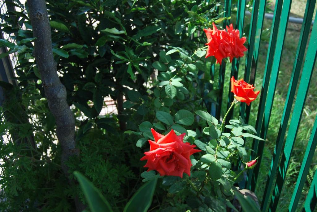 a group of red flowers next to a fence at H and H Guesthouse in Velipojë